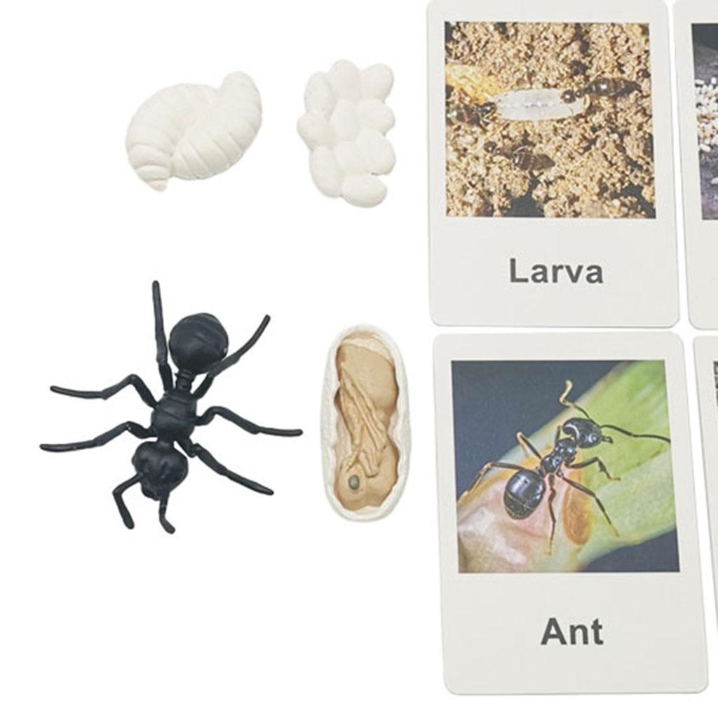 Kids Toys Cycle - Realistic Animal Growth Life Cycle Playset