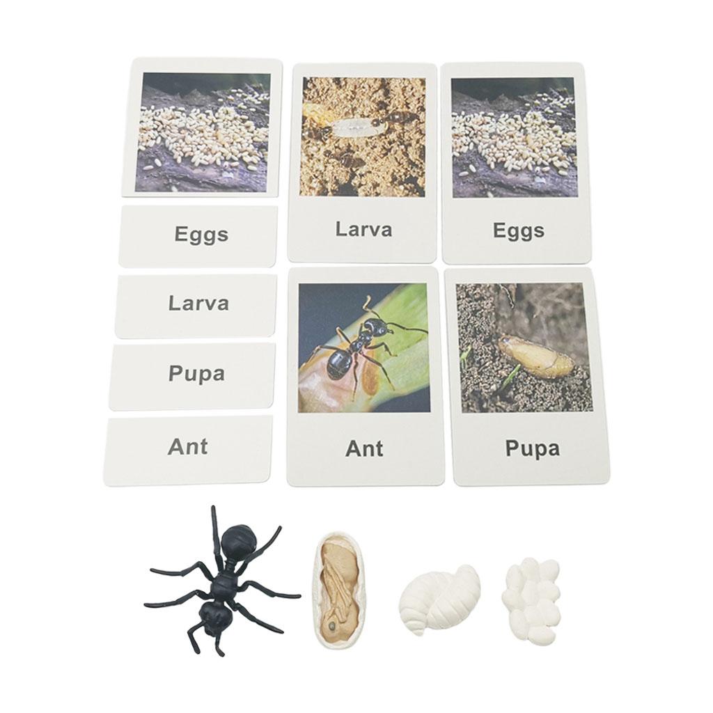 Realistic Animal Growth Life C - Kids Toys Cycle recension och pris