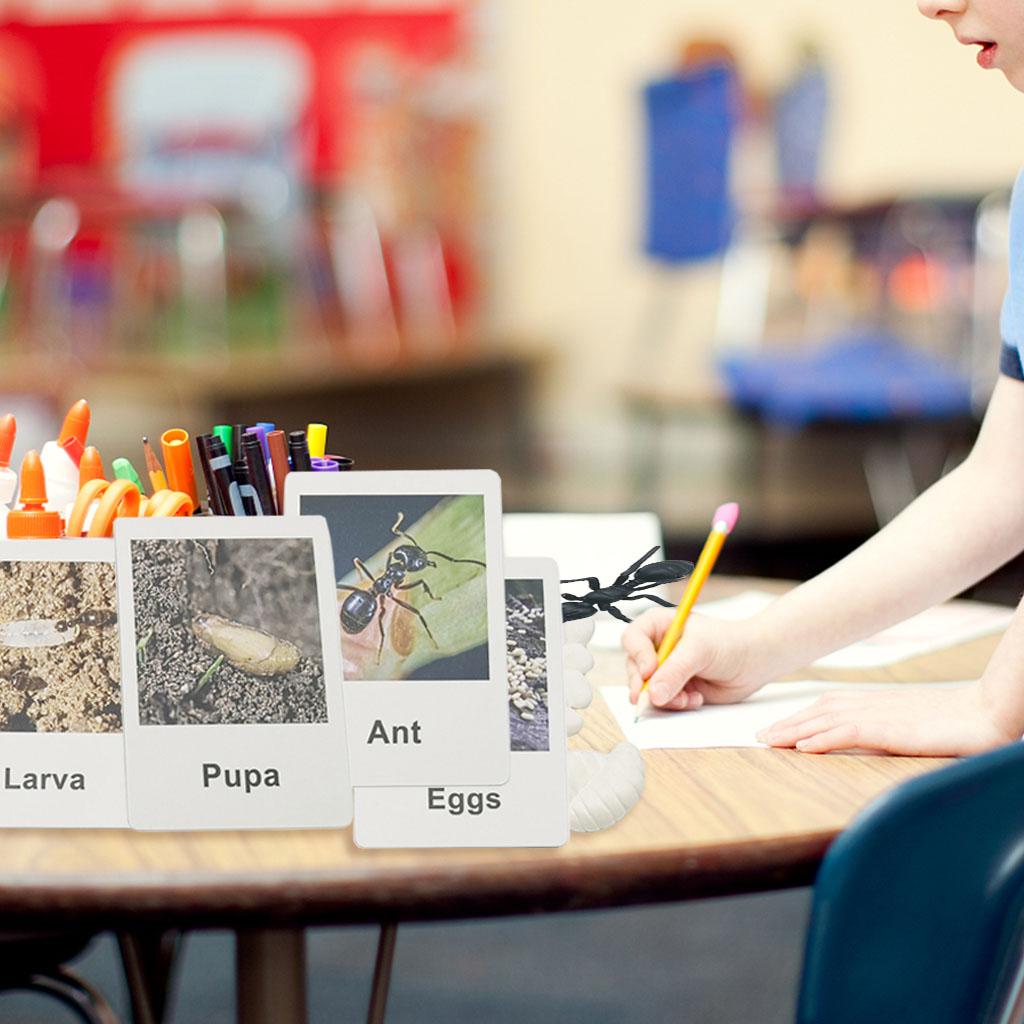 Realistic Animal Growth Life C - Kids Toys Cycle recension och pris
