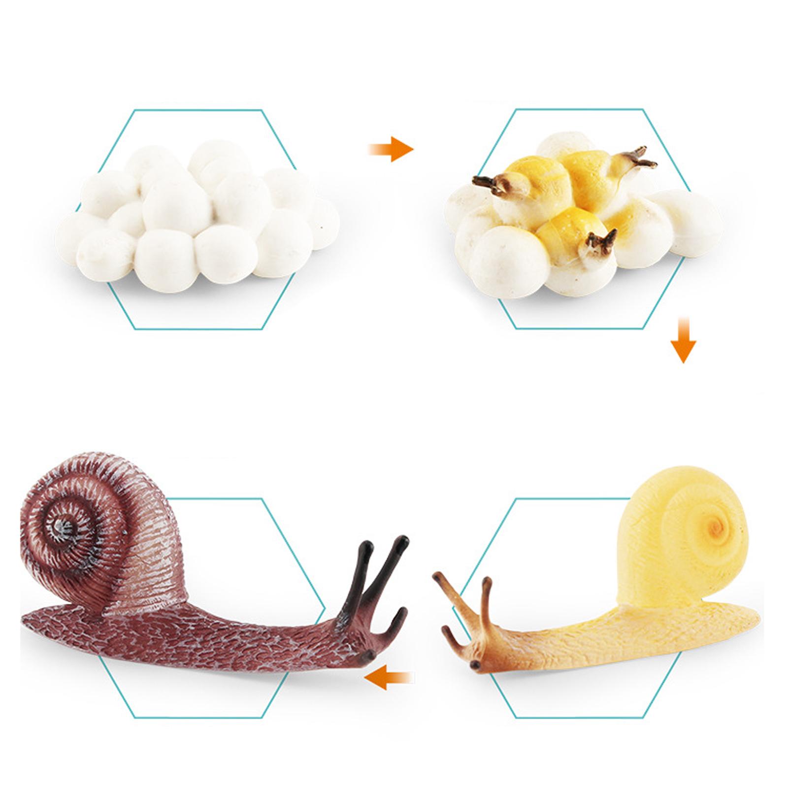 Early Education Life Cycle Tra - Kids Toys Cycle recension och pris