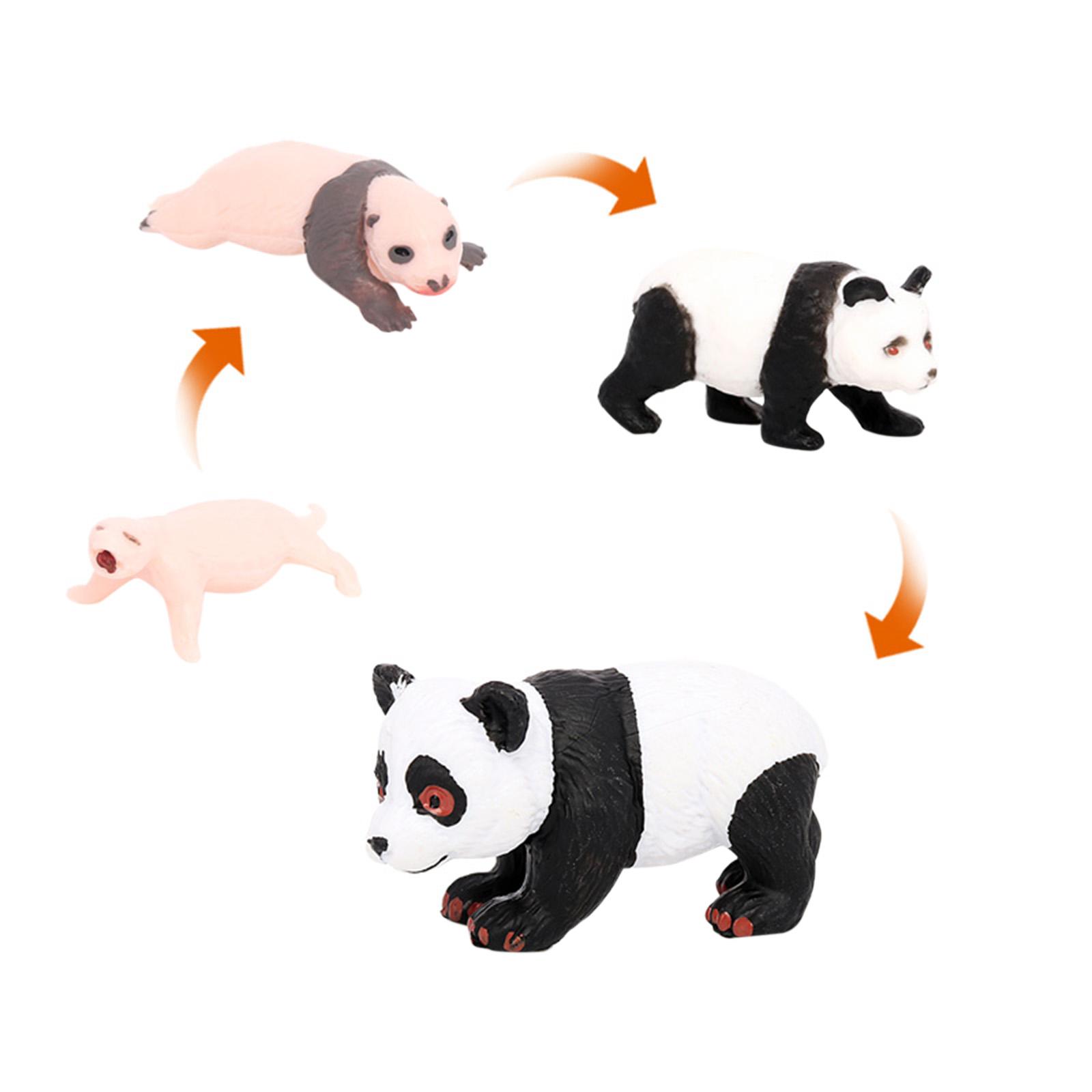 4x 4x Panda Animal Life Cycle  - Kids Toys Cycle recension och pris